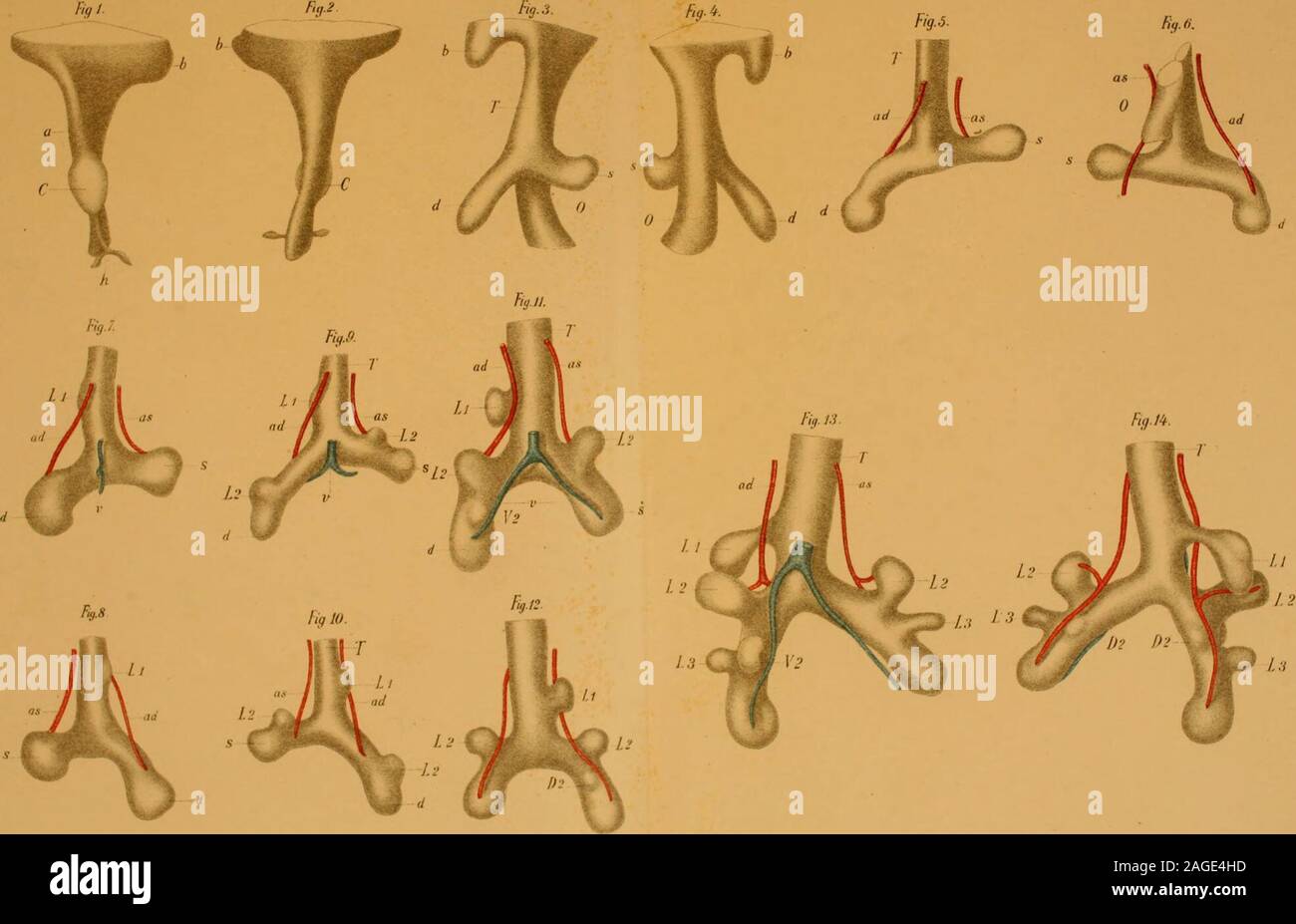 The American journal of anatomy. arrangement with the exception 