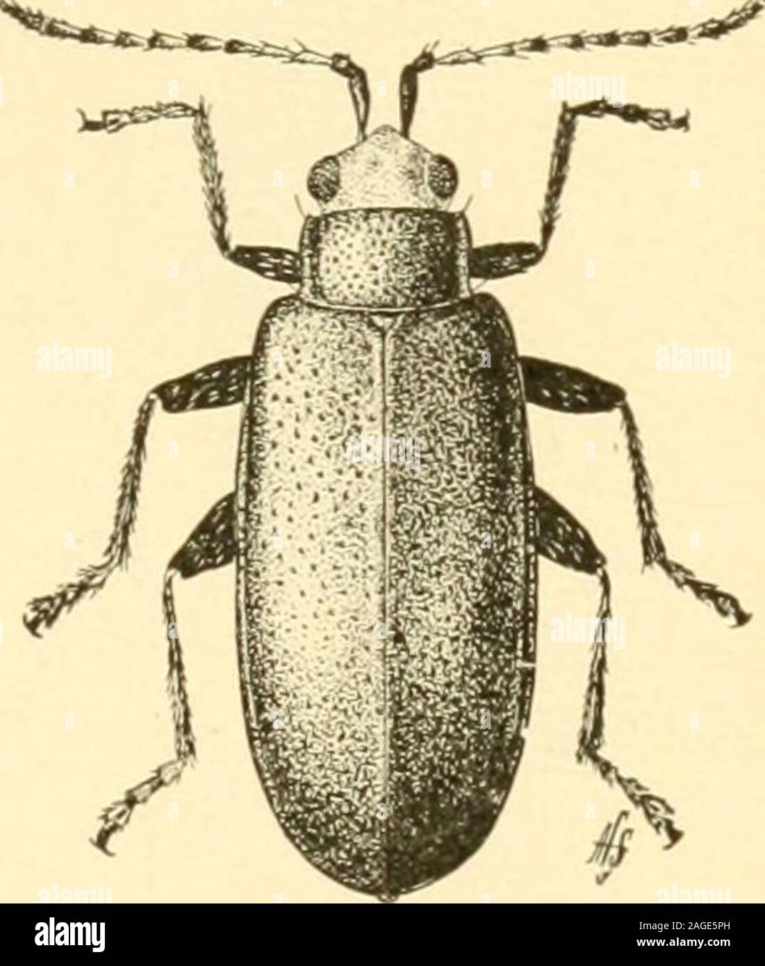 Bull beetle hi-res stock photography and images - Alamy