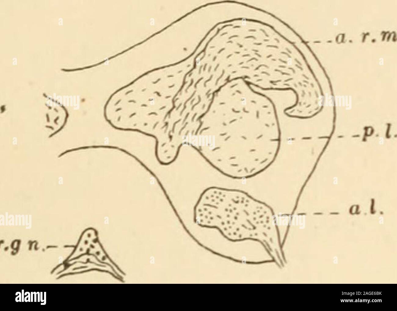 . Journal of comparative neurology. PLATE 5 EXPLANATION OF FIGURES 21 to 26, obj. 16, oc. 6, table level. 21 Frontal section through the anterior part of the brain of a soldier. 22 Frontal section through the central part of the brain of a soldier. 23 Frontal section through the posterior part of the brain of a soldier. 24 Frontal section through the anterior part of the brain of a worker. 25 Frontal section through the central part of the brain of a worker. 26 Frontal section through the posterior part of the brain of a worker. BRAIN OF THE WHITE ANT CAROLINE B. THOMPSON. /r,gn. 2^ Stock Photo