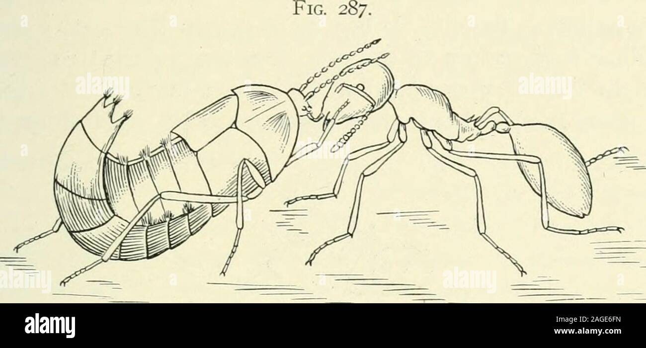 . Entomology : with special reference to its biological and economic aspects. Lomechusa stnnnosa being freed of mites by Dinarda dentata.—After Wasmann. cophilous beetles furnish their hosts with a much-coveted secre-tion and receive every attention from the ants, which cleanthese valuable beetles and even feed them mouth to mouth, asthe ants feed one another. Lomechusa (Fig. 286) is one ofthese favored guests, as it has abdominal tufts of hairs fromwhich the ants secure a secreted fluid. Atcuiclcs (Fig. 287)is another; it solicits and obtains food from the mouth of aforaging ant as if it were Stock Photo