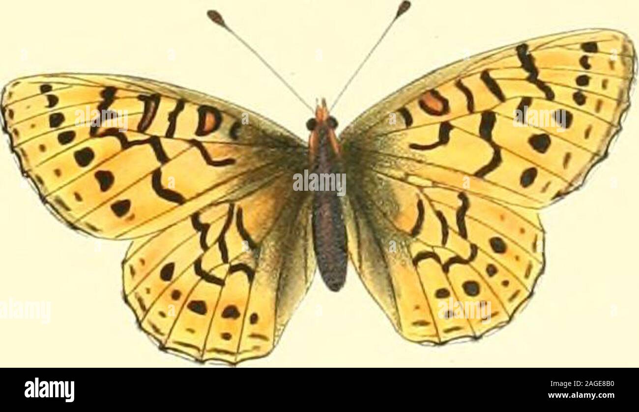 . The genera of diurnal lepidoptera : comprising their generic characters, a notice of their habits and transformations, and a catalogue of the species of each genus. W C Hewitson del ethdi EuilmanAel £ Wall. ? 1 i.ZZULiEA CflALCEDONA(Boisdi. 2. MELITVEA ALTICIA.Doubleday3 MELJT^EA NYCTEIS. DoiibLeday 4 MELITLEA PROCLEA Doubleday 5 AfK] - l ASTARTE Doubleday SITY MA USA Stock Photo