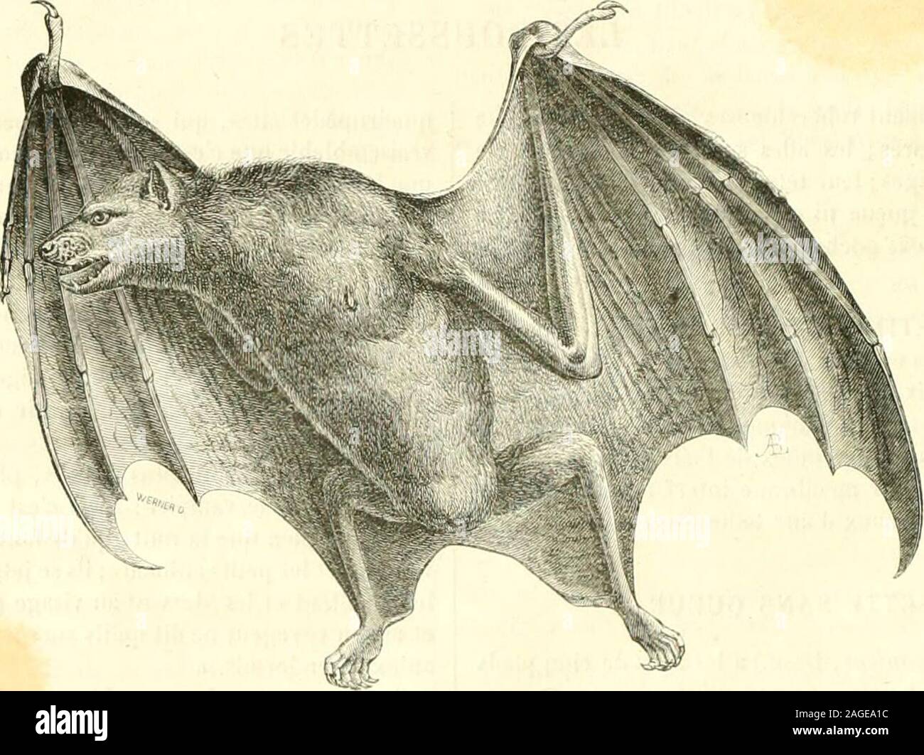grandes ailes high resolution stock photography and images alamy