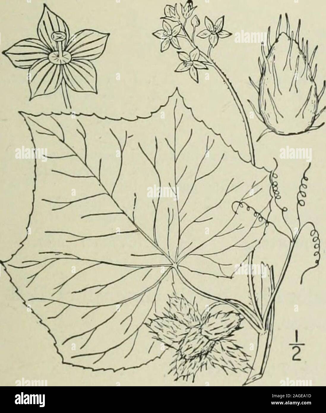 . An illustrated flora of the northern United States, Canada and the British possessions : from Newfoundland to the parallel of the southern boundary of Virginia and from the Atlantic Ocean westward to the 102nd meridian. river banks and in moist places, Quebec andOntario to Florida, west to South Dakota, Kansas andTexas. Naturalized in eastern Europe. Called alsonimble kate, wild cucumber. Leaves sometimes 10 across.Tune-Sept. Family 42. CAMPANULACEAE Juss. Gen. 163. 1789. Bkllflower Family. Herb.s (some tropical species shrubs or even trees), with alternate exstipulateleaves, usually milky j Stock Photo