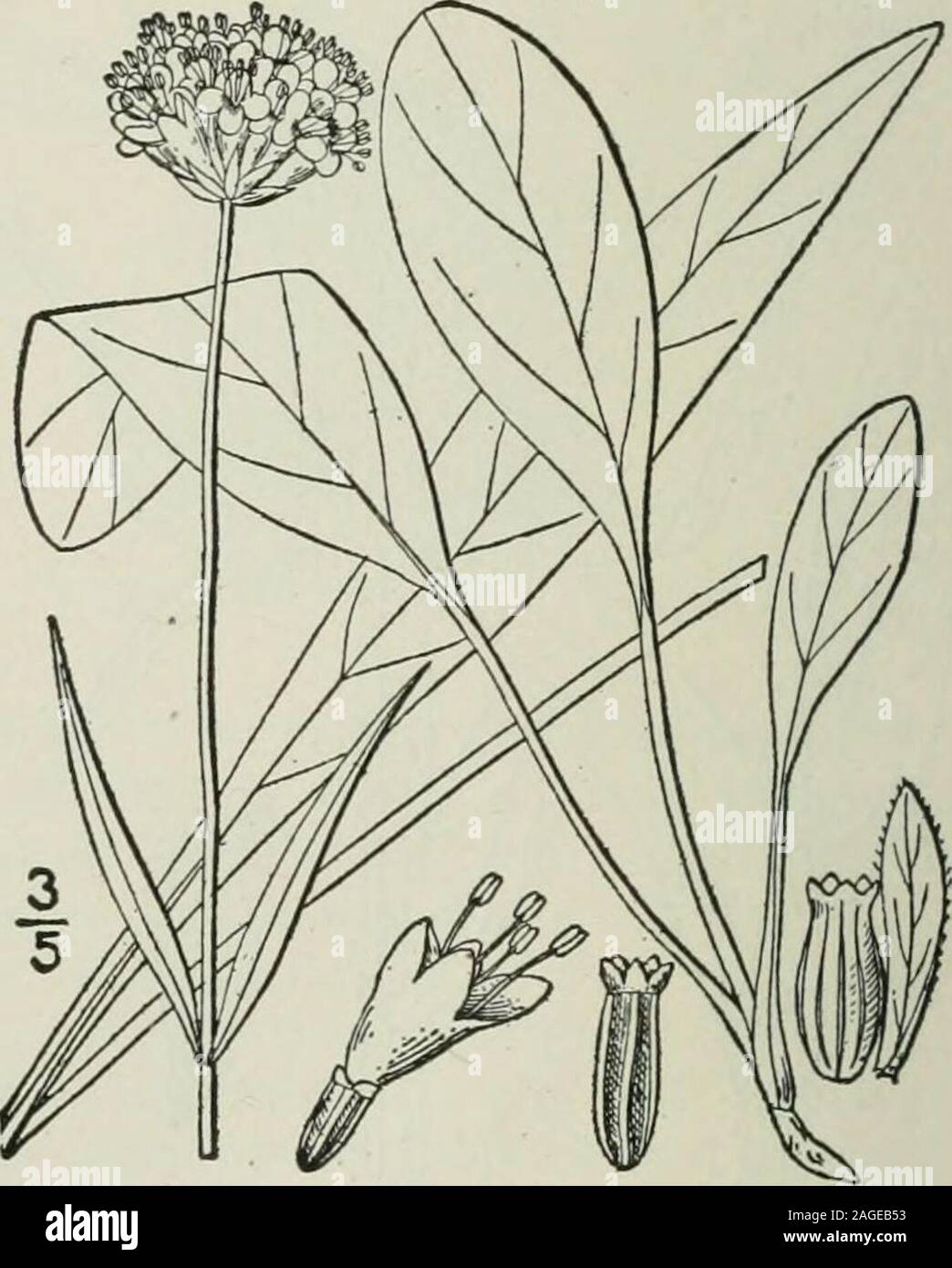 . An illustrated flora of the northern United States, Canada and the British possessions : from Newfoundland to the parallel of the southern boundary of Virginia and from the Atlantic Ocean westward to the 102nd meridian. or longer; calyx 5-toothed; achene crowned with 5 calyx-teeth. Fields and meadows. Naturalized from Europe inPennsylvania, central New York and Massachusetts.Pincushion-flower. Summer. Succisa Succisa (L.) Britton (Succisa pratensisMoench ; Scabiosa Succisa L.) with villous 4-angledinvolucels, the calyx-limb 5-awned, has been found in fields at Louisburg, Cape Breton Island. Stock Photo