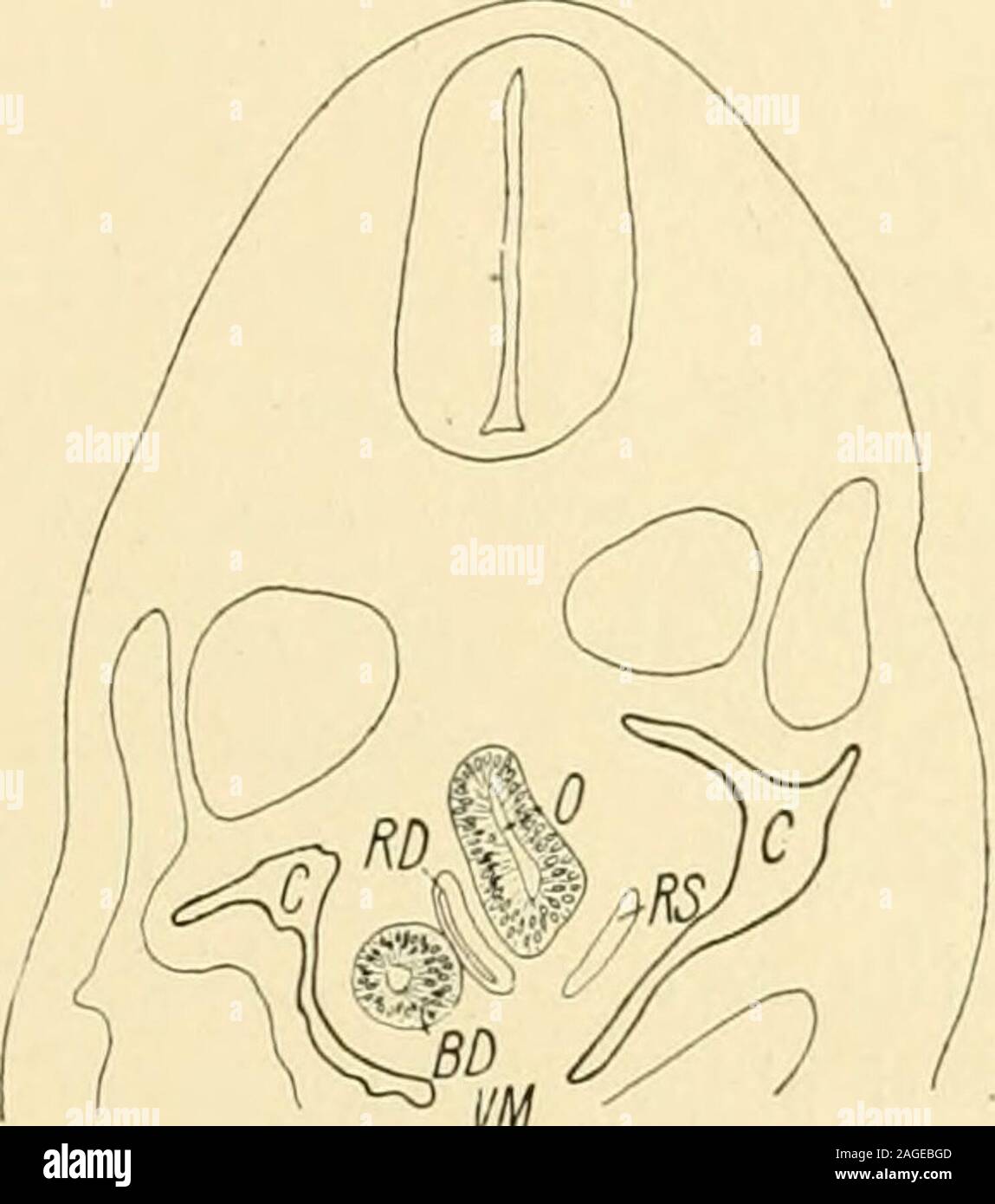 . The American journal of anatomy. 39 precocious as I possess later stages where the two systems are in opencommunication at a lower level than is shown in this specimen. At thelevel where the Mesocardium posterior begins (Fig. 7 VM), the epithe-lium lining the fore gut is columnar and consists, except in the ventraland dorsal angles, usually of a double layer of cells. In the anlage of thelungs (Fig. 8), it is slightly higher and shows a more active karyoki-netic process. A similar layer of endoblast extends out into the primitivebronchi. At the tips, cell division is proceeding rapidly. The Stock Photo