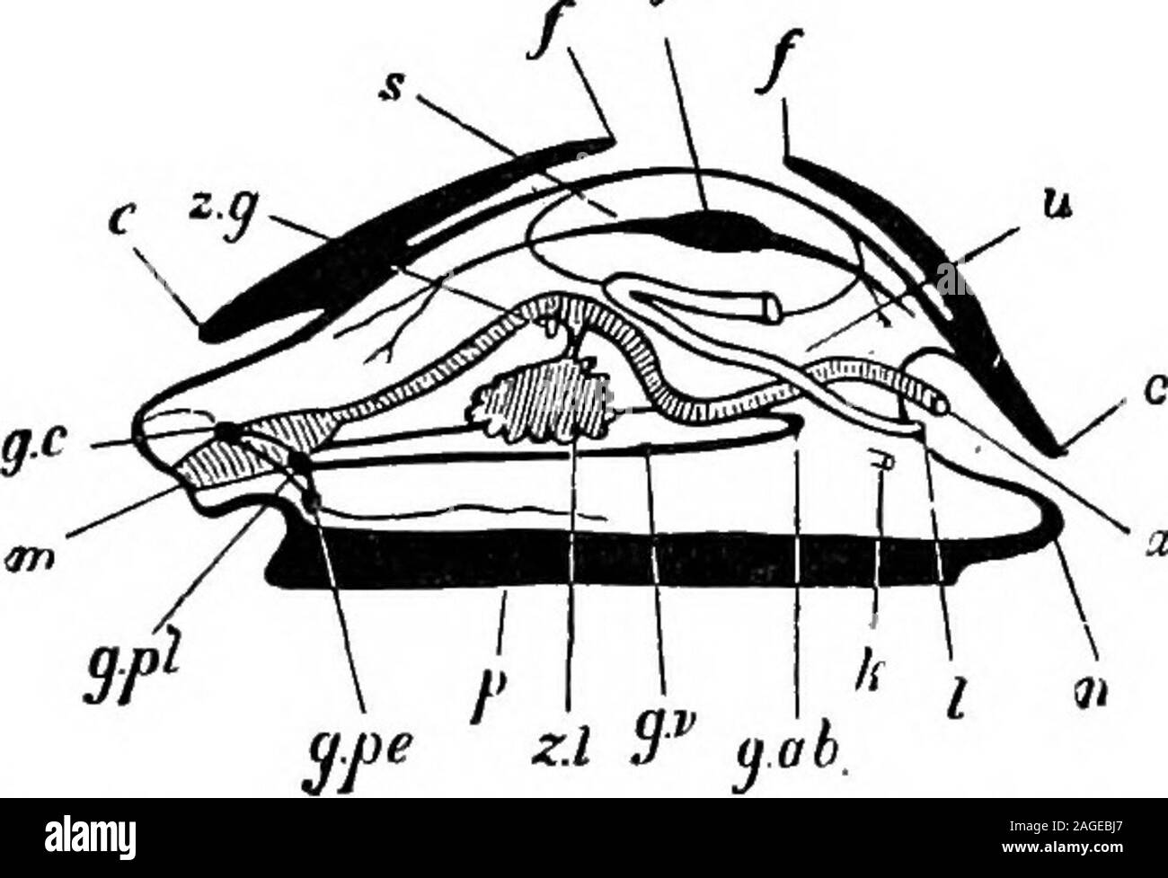 . Outlines of zoology. res, Molluscs resemble Annelids, but it is probablethat they took their origin from a still lower level. General Characters Molluscs are unsegmented and without appendages. Thesymmetry is fundamentally bilateral, but this is lost in mostGasteropods. The foot—a muscular protrtision of theventral surface—is very characteristic; it tisually serves forlocomotion, but is much modified according to habit. Typically,a projecting dorsal fold of the body-wall forms a mantle, orpallium (Fig. 20Sj c-), i^hich often secretes a single or bilobedshell covering the viscera, and roofs i Stock Photo