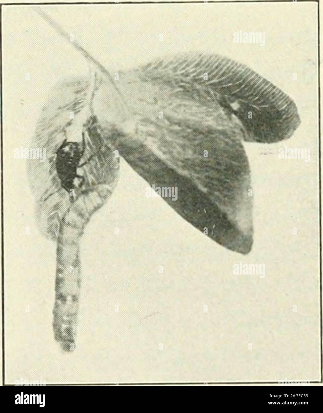 . Entomology : with special reference to its biological and economic aspects. ts.—Among Orthoptera, ^Mantid^e arenotal^ly predatory, their front legs (Fig. 62, C) being wellfitted for grasping and killing other insects. The predaceousodonate nymphs have a peculiarhinged extensilile la1)ium with I -/o which to gather in the prey. Theadults catch with surpassingspeed and precision a great va-riety of fiying insects, mostlysmall forms, but occasionally but-terflies of considerable size. Theeyes of a dragon fly are remark-ably large; the legs form a spinybasket, probably to catch the prey,which is Stock Photo