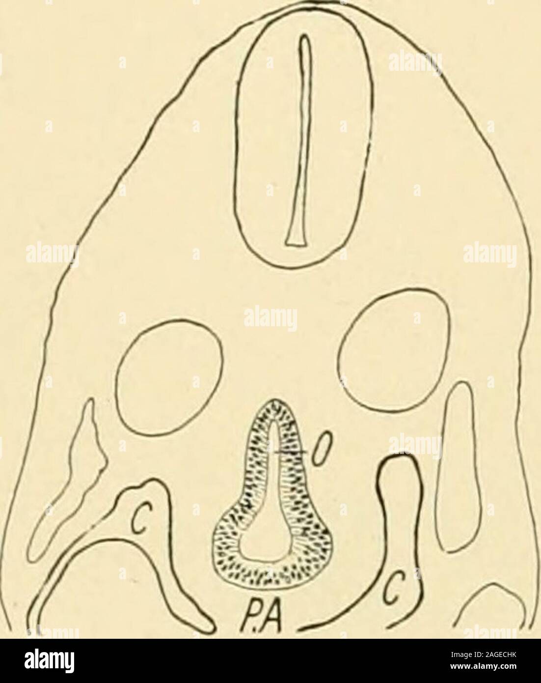 Transsection . The American journal of anatomy. ss appearance in transsections ...
