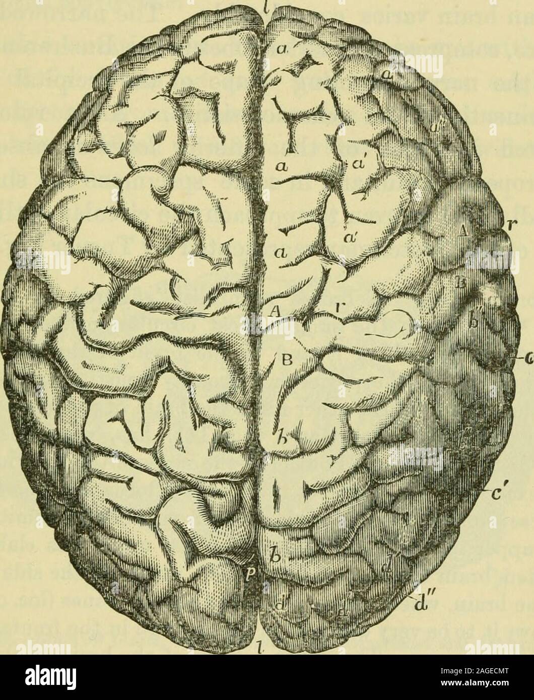 . The brain as an organ of mind. a very little, more advancedand complex in its convolutional development—the oneexception being in regard to the size of the occipital andexternal connecting convolutions, which are smaller in theBusbwoman. But the resemblance between the con-volutions of the two brains is very close, whilst the sim-plicity of their arrangement is not to be paralleled or evenapproached in normal European brains. It remains now to point out rather more fully thenature of the principal diiicrences presented by the brainsof Europeans Avhcn contrasted with those of the lowerhuman t Stock Photo
