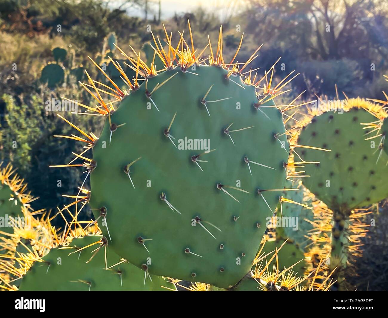 Prickly Pear or Paddle Cactus Stock Photo