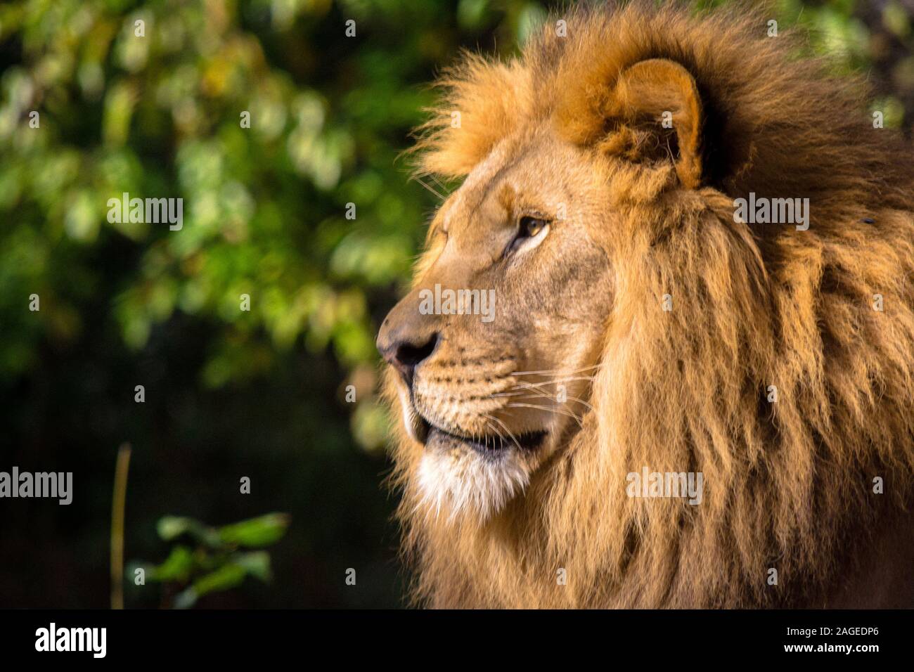 Lioness side profile lying down hi-res stock photography and images - Alamy