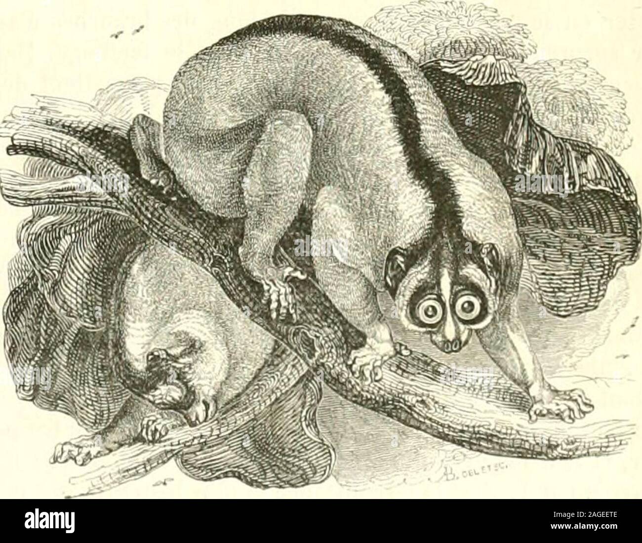 . Le Jardin des plantes : description. brestrès-grêles, avec le tibia ou os de la jambe plus long que los dela cuisse ou fémur; ils ont quatre mamelons, mais provenant dedeux glandes manmiaires seulement. Leurs oreilles sont courteset velues. , Le Loris (Loris gracilis, Geoff. Lemur gracilis. G. Cuv. Tar-difjradus. Sera. Le Loris, Iîuff. Le Loris grêle, G. Cuv. — Variété:Loris ceyionicus, Fiscu.) a le pelage roussàtre ou dun gris fauve,sans raie brune sur le dos; son poil est très-fin et très-doux. Sonnez est un peu relevé par une saillie des intermaxillaires, et il aune tache blanche sur le f Stock Photo