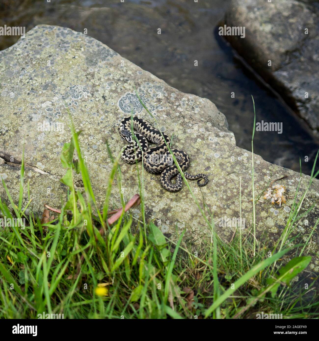 Domesticated snake hi-res stock photography and images - Alamy
