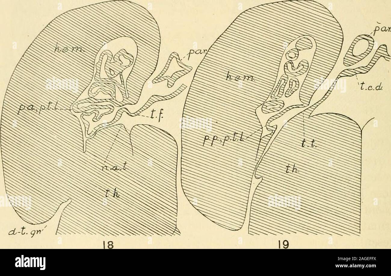 . Journal of comparative neurology. sarises plainly from the telencephalic roof plate lateral to theparaphysis and medial to the taenia fornicis (fig. IG). Figure 17 shows a section posterior to figure 16 through the main bodyof the plexus, the plexus still bing in the roof plate. Figure 18 is of a section still farther posteriorly. The plexus is hereshown crossing the taenia fornicis into the medial hemispherewall. The taenia fornicis is now medial to the plexus and drop- 524 PERCIVAL BAILEY ping down to meet the anterior nucleus of the thalamus, whichit does in a few sections and becomes con Stock Photo