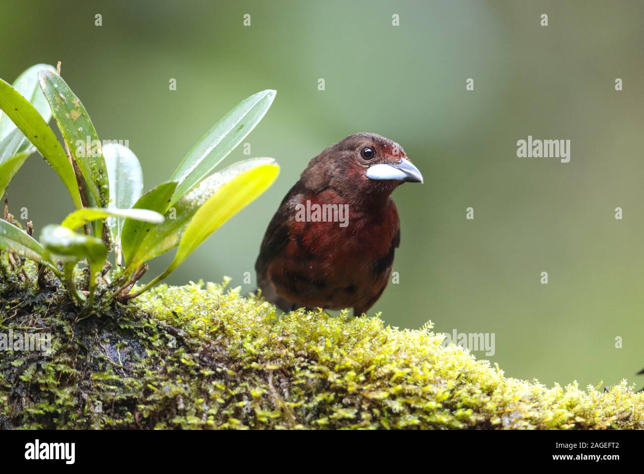 Female or juvenile Silver-beaked tanager, Ramphocelus carbo, Stock Photo