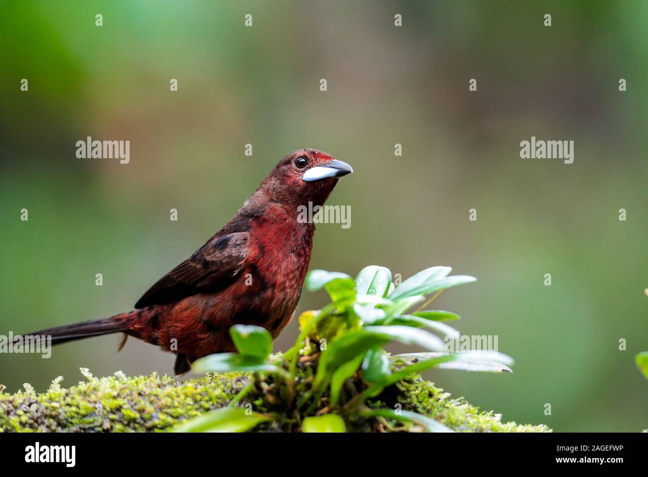 Female or juvenile Silver-beaked tanager, Ramphocelus carbo Stock Photo