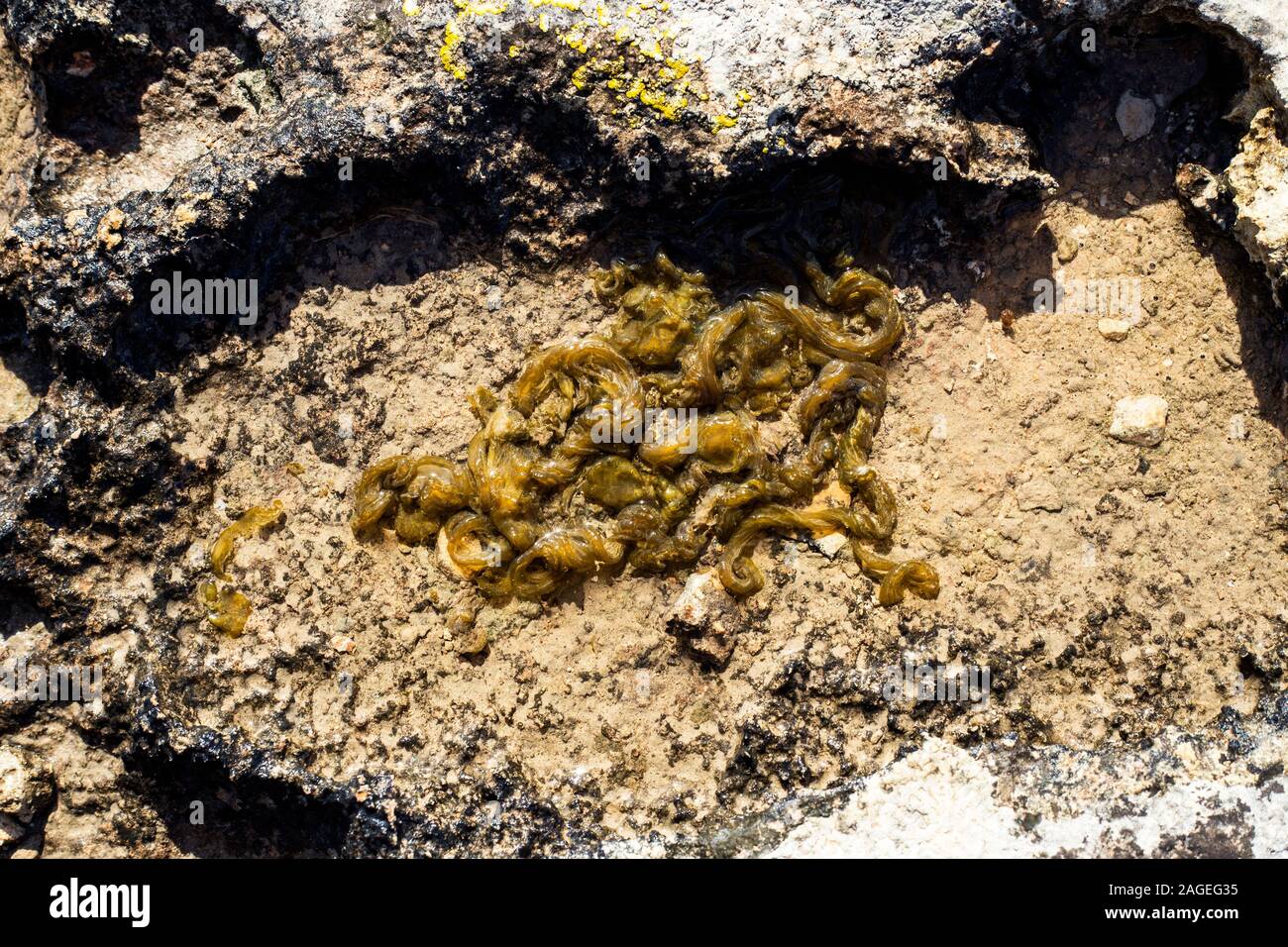 Nostoc commune, Star jelly, Witch’s butter Stock Photo