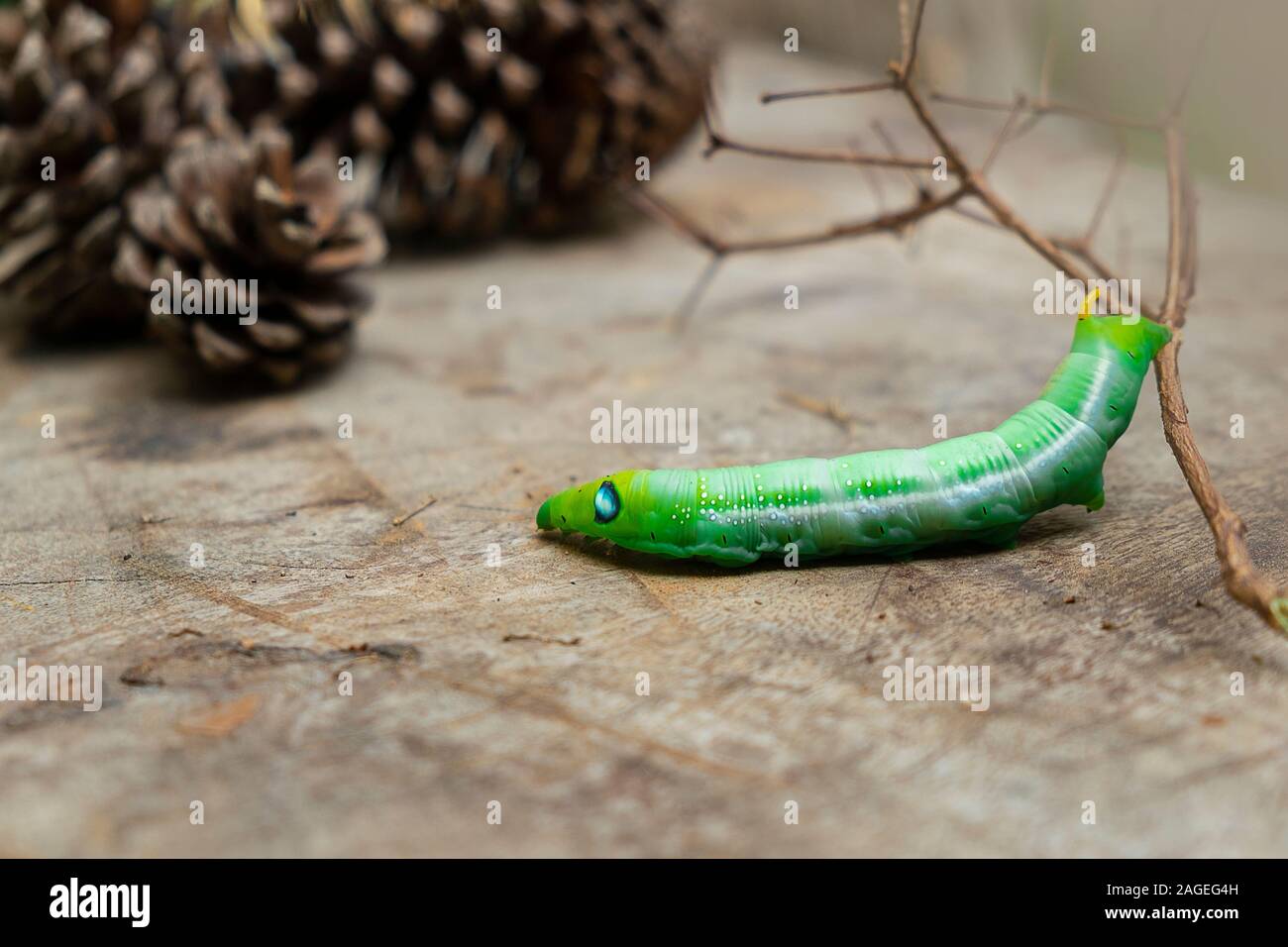 Green Worm Caterpillar Animals Isolate On Wood And Pine Cone Blur Background Stock Photo Alamy