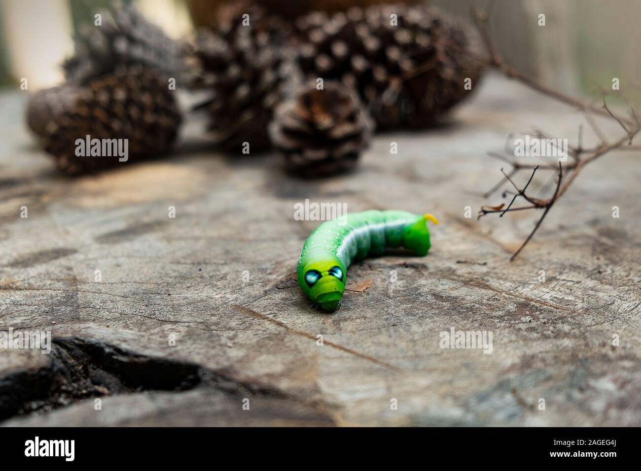 Green Worm Caterpillar Animals Isolate On Wood And Pine Cone Blur Background Stock Photo Alamy