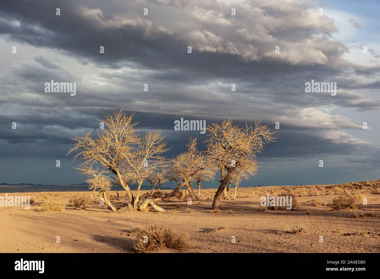 trees in a nature of western Mongolia Stock Photo - Alamy