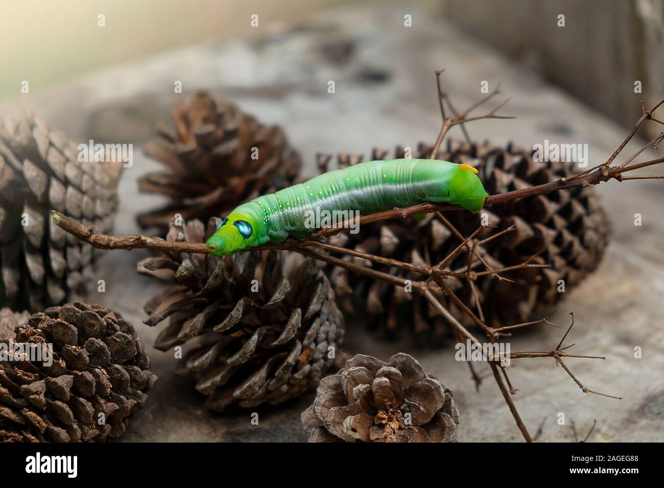 Green Worm Caterpillar Animals Isolate On Wood And Pine Cone Blur Background Stock Photo Alamy