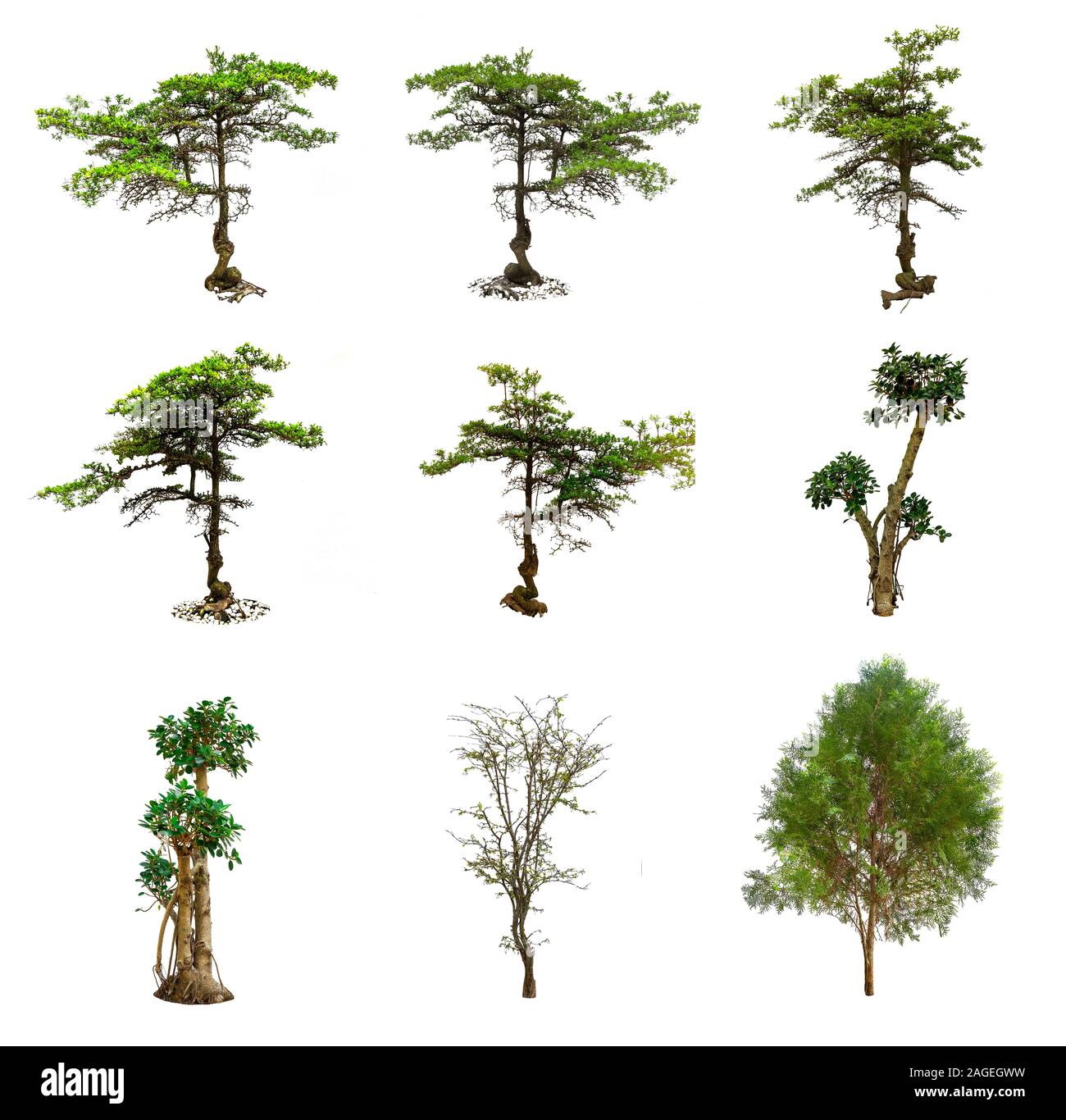 A tree has green leaf on Isolated white background Stock Photo Alamy