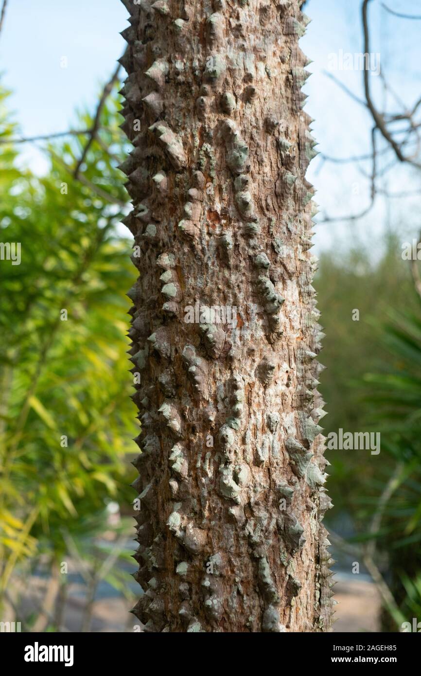 Closeup textured of the trunk of Kapok tree, Red silk cotton tree