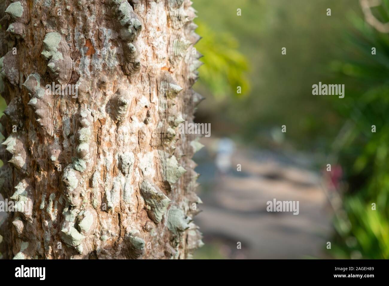 Closeup textured of the trunk of Kapok tree, Red silk cotton tree