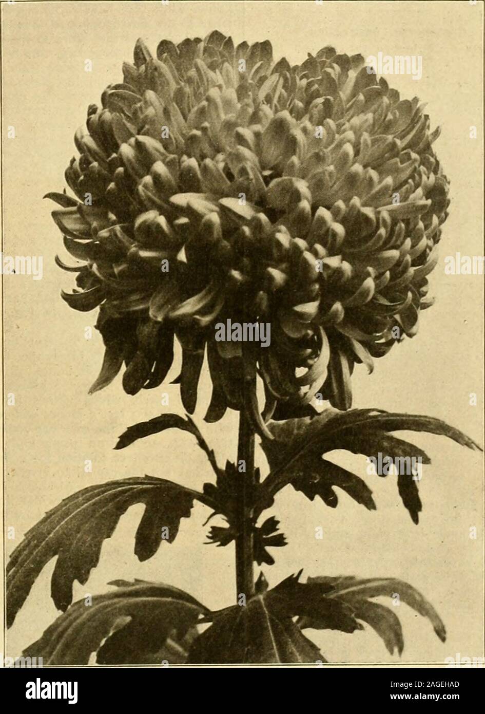 Son A G Hi Res Stock Photography And Images Page 29 Alamy