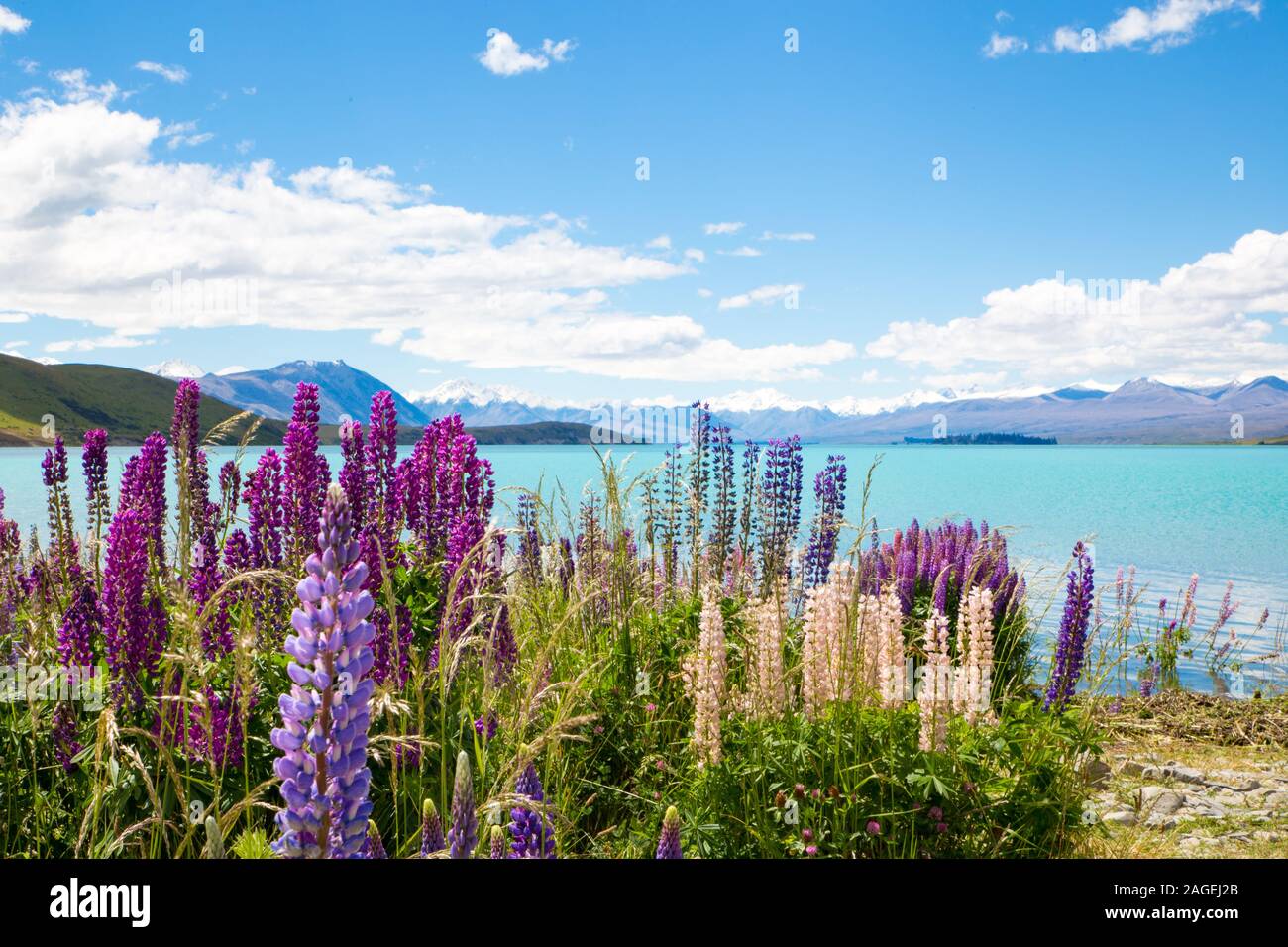 Early tourism new zealand hi-res stock photography and images - Alamy