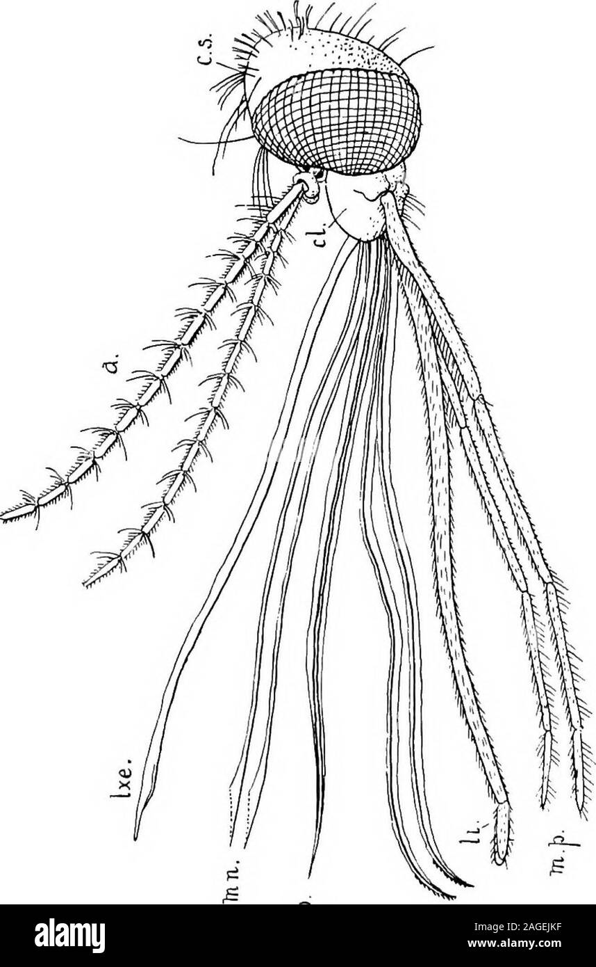 Outlines of zoology. otes on Insects The main characteristics of insects  have already beendescribed in the two types chosen, but we here revise  themin general terms. Form.—-The body of an adult