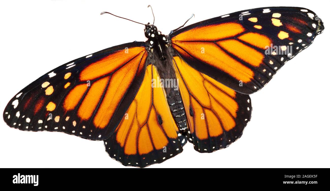Monarch Butterfly on a White Background Stock Photo - Alamy