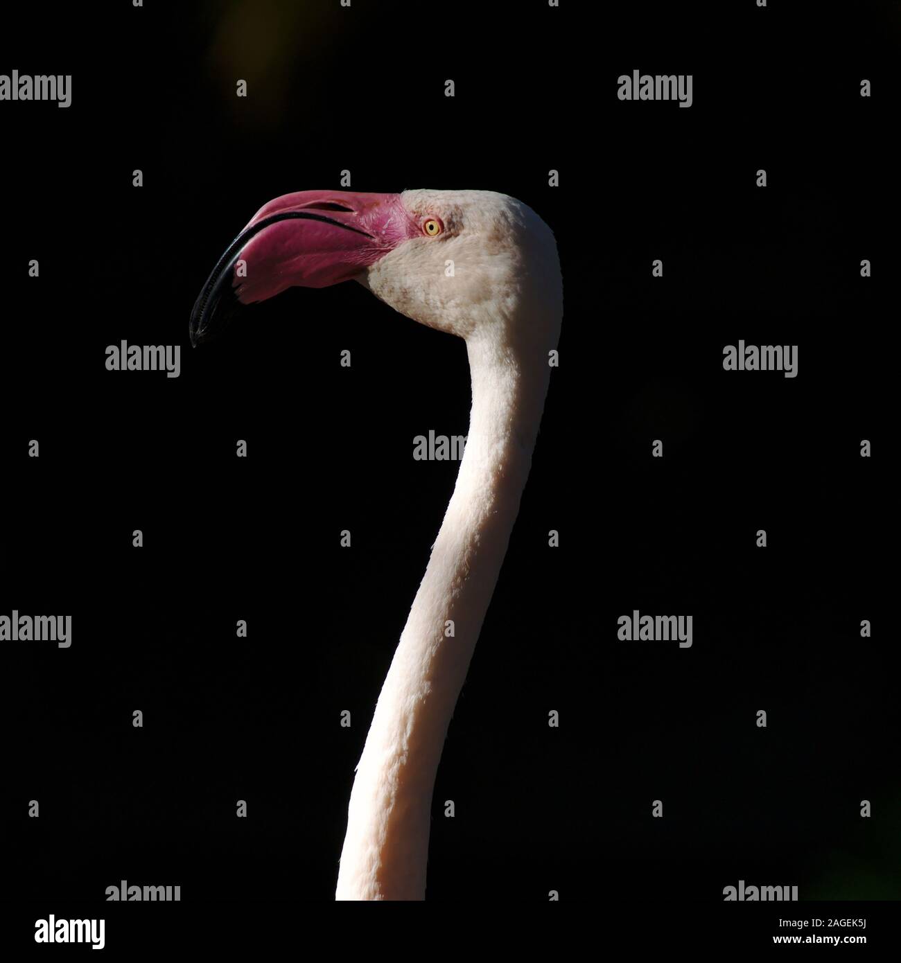 Flamingo on dark background Stock Photo