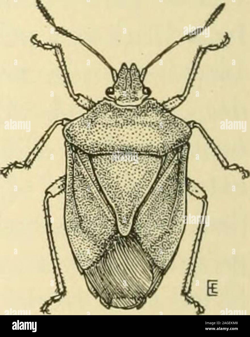 . Manual of vegetable-garden insects. injured inch in Fig. 141. — Euschis-tus variolar ius, adult(X2).. Fig. 142. — Euschistuseuschistoides, adult(X2). CORN INSECTS 233 been known to puncture ripening tomatoes and the stems ofmelon, asparagus and the pods of okra. The adults are tobe found throughout the summer and the insect is said to hiber-nate in this stage. The life history of each species has not beenfully recorded. These stink-bugs are most abundant on corn and tomatoesraised in the vicinity of waste land grown up to rank weeds. Other Corn Insects Cabbage wobworni: 1(5 Seed-corn inajj:g Stock Photo