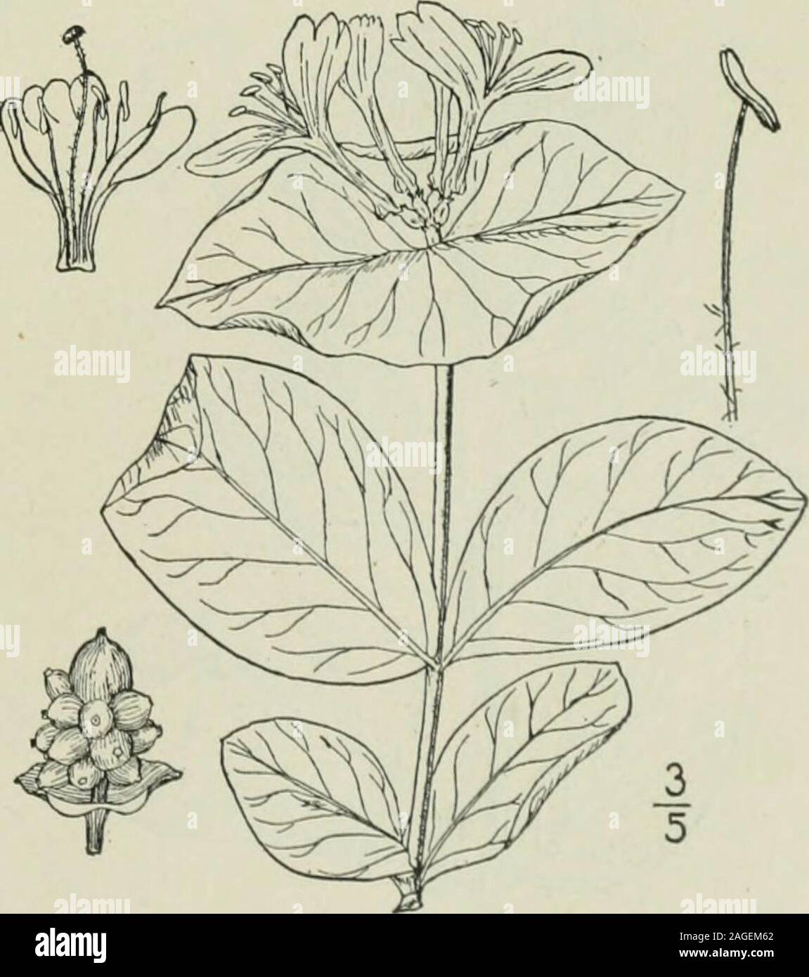 . An illustrated flora of the northern United States, Canada and the British possessions : from Newfoundland to the parallel of the southern boundary of Virginia and from the Atlantic Ocean westward to the 102nd meridian. 4. Lonicera dioica L. Smoothed- leaved or Glaucous Honeysuckle. Fig. 3982. Lonicera dioica L. Syst. Ed. 12, 165. 1767.L. glauca Hill, Hort. Kew. 446. pi. 18. 1769.L. parviflora Lam. Encycl. i: 728. 1783. Glabrous throughout, twinmg or shrubby,3°-io° long. Leaves very glaucous beneath,ih-z long, the upper connate-perfoliate,oval, obtuse, the lower sessile or short-petioled, na Stock Photo