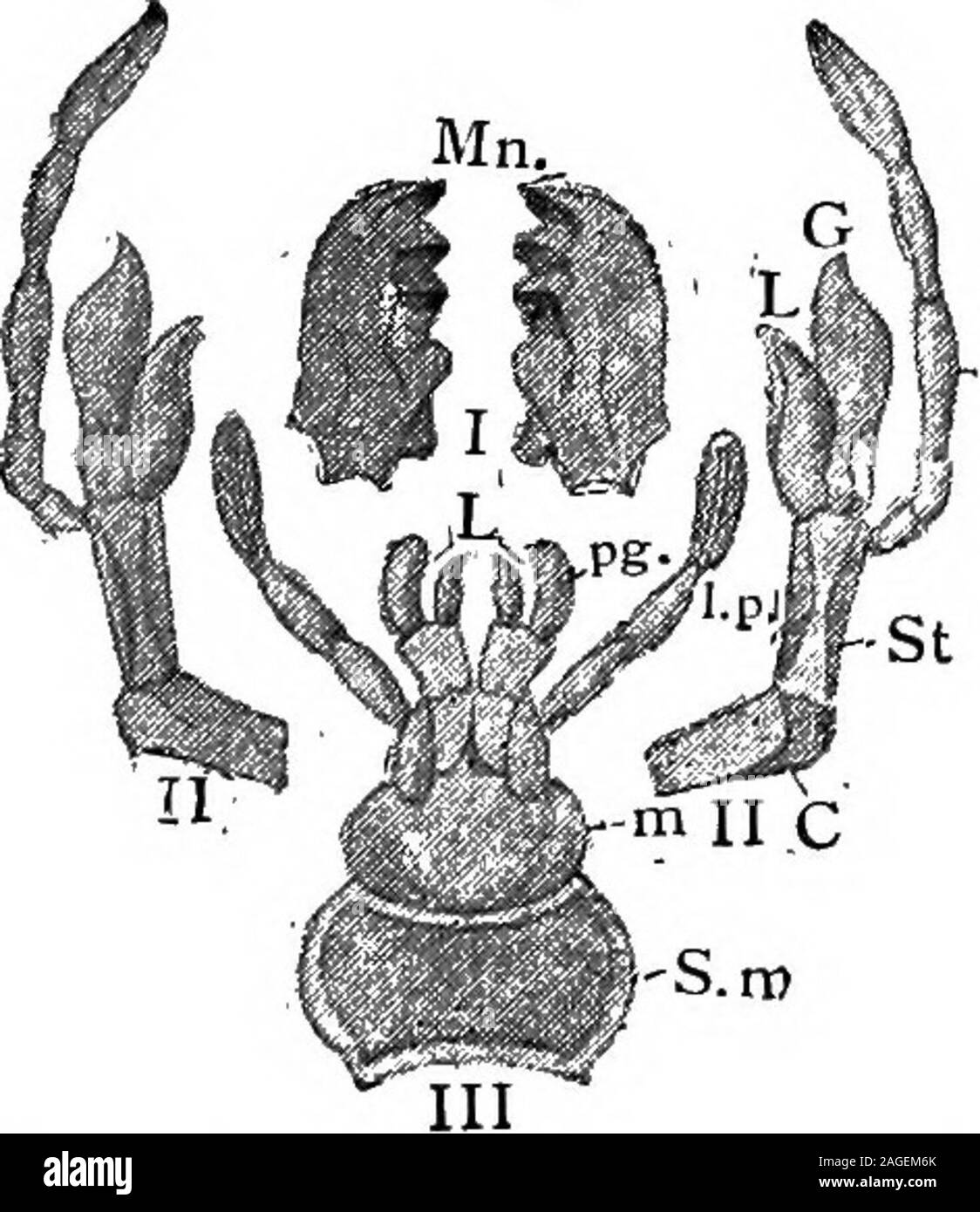 what does supra ns mean