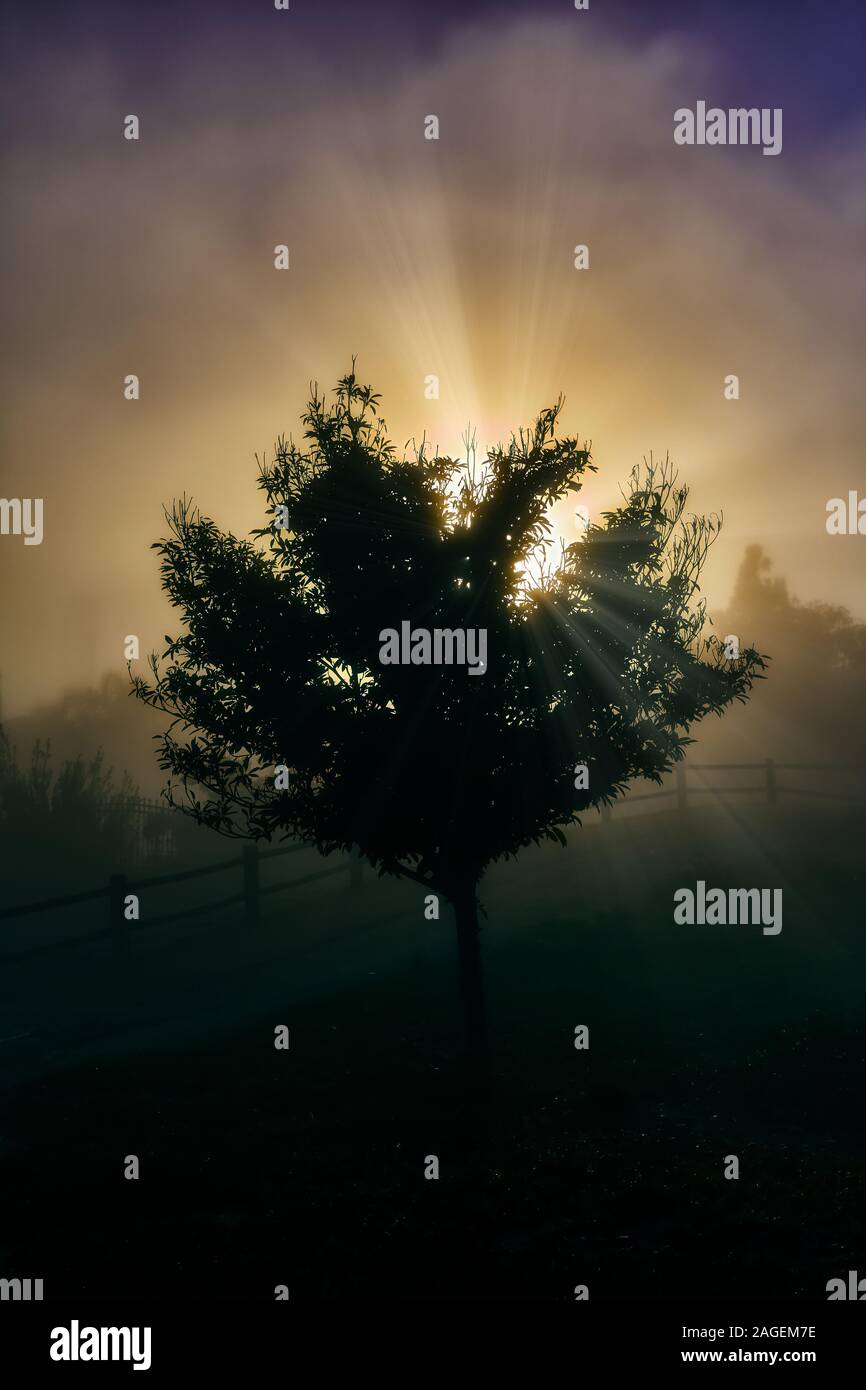 Vertical shot of a single tree with the bright sun rays in the ...