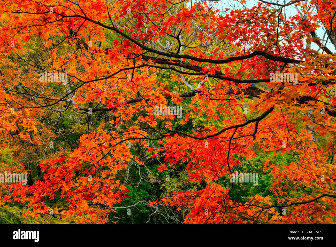 View of colorful foliage of autumn season in the forest at Nikko City, Tochigi Prefecture, Japan. Stock Photo