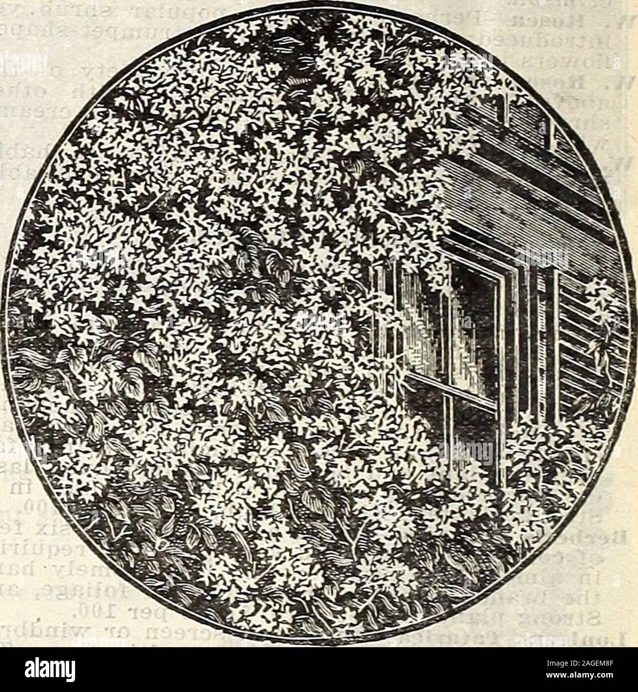 . Farm and garden annual : spring 1907. CLEMATIS PANICULATA. EVERLASTING SWEET PEA. Lathyrus Latifolius—One of the most useful, hardy climbing- plants, attaining- a height of about 10 feet. The pink, redand white flowers are freely produced on long- stems all sum-mer, and last well when cut. Each 25c; doz $2.50 HONEYSUCKLES. Aurea Reticulata—A variety with beautiful variegated foliage.Flowers yellow and fragrant • 25 Chinese T-wining—Well-kno-v^n vine, holding its foliage nearlyall winter. White flowers in July and September 30 Halleana (Halls Japan)—A strong, vigorous, fragrant variety,produc Stock Photo