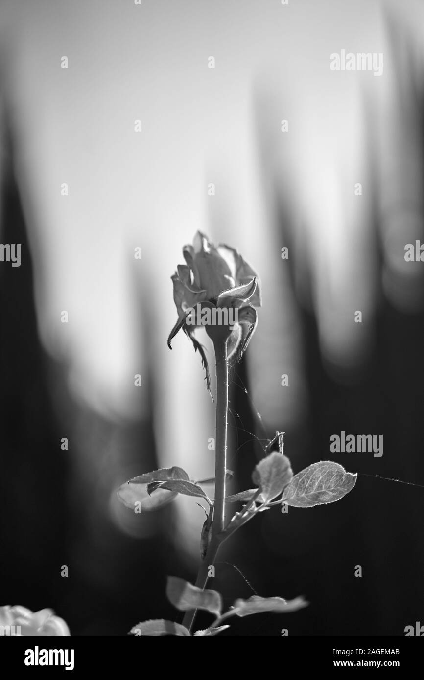 Vertical greyscale shot of a rose flower with a spider web on a blurred background Stock Photo