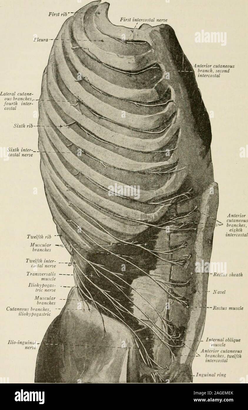 . Local and regional anesthesia; with chapters on spinal, epidural, paravertebral, and parasacral analgesia, and other applications of local and regional anesthesia to the surgery of the eye, ear, nose and throat, and to dental practice. pecially interest us (Figs. 81, 82). The iliohypogastric nerve perforates the transversalis muscle atits posterior part, near the crest of the ilium, and gives off its iliacbranch, which descends; the hypogastric branch continues forwardbetween the transversalis and internal oblique, perforating the in-ternal oblique just above and a little to the outer side o Stock Photo