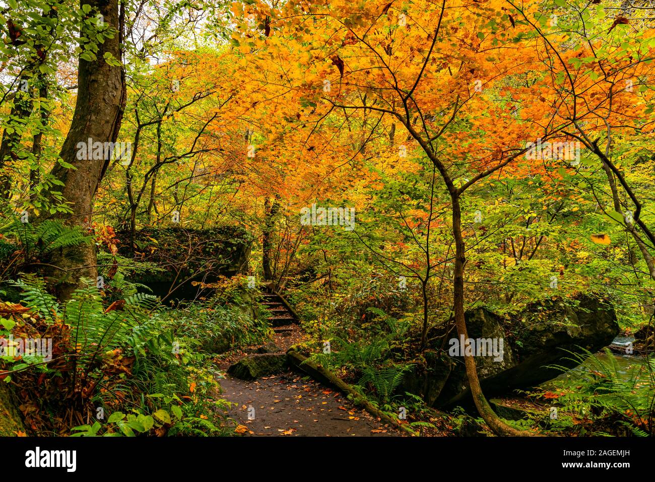 View of Oirase Stream Walking Trail in the colorful foliage of autumn season forest at Oirase Valley in Towada Hachimantai National Park, Aomori Prefe Stock Photo