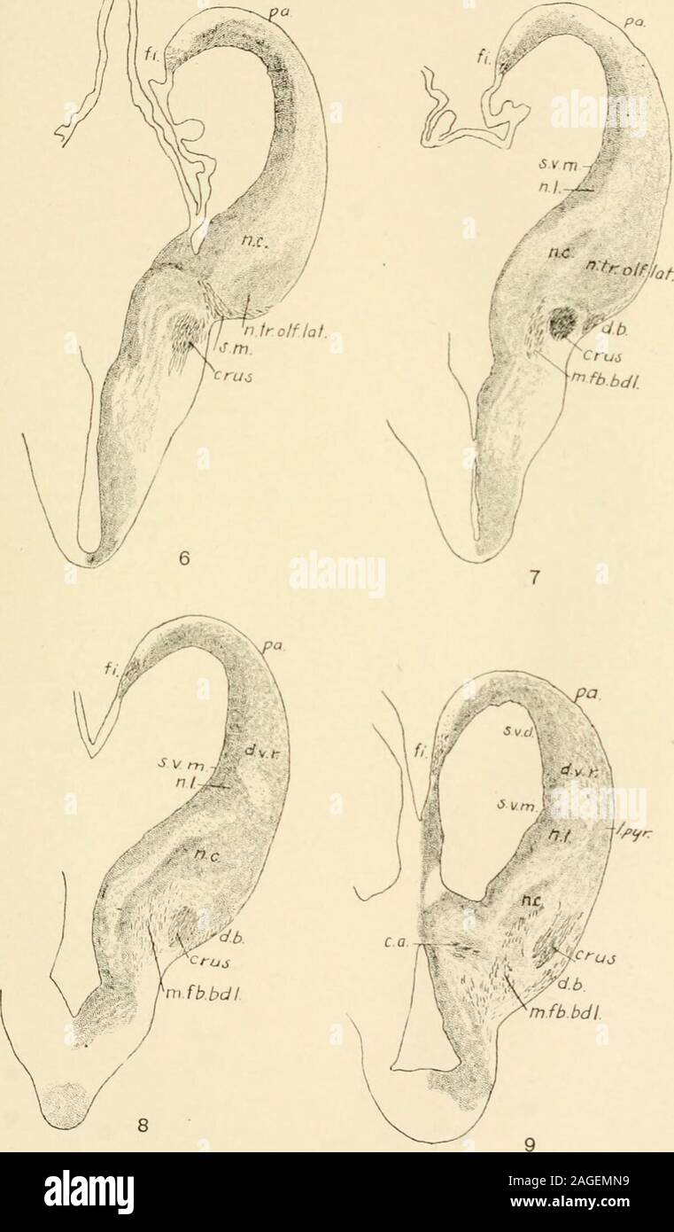 . Journal of comparative neurology. lcus is to beformed, although it is not actually present in these sections. Fig. 8 Section through rostral part of the foramen, 100 microns rostral to figure7. The lateral olfactory area is represented chiefly by cell masses adjacent tothe diagonal band. The nucleus caudatus begins to be separated from this areaby the crus entering the hemisphere. The lentiform proliferation is larger andthe clear space just above it, which corresponds to the zona limitans lateralis inlower vertebrates, is present from this level forward. Fig. 9 Section through the rostral w Stock Photo