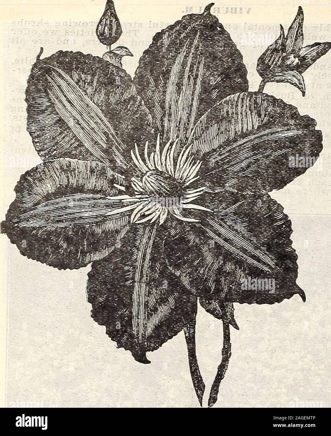 . Farm and garden annual : spring 1907. WBIGBLA ROSEA VAB. 120 CURRIE BROTHERS COMPANY, MILWAUKEE, WIS.. CLEMATIS. For covering large spaces quickly the Clematis stands unrivaled. They may be planted at any time. The ground should be dug- deeply and well manured. A little attention to this will amply repay you for your trouble, as the plant will grow more vigorously and give a greater quantity of flowers. C. Coceinea—Scarlet; the flower looks more like a bud than ablossom and forms a striking contrast when grown side byside with other varieties. Price, each 20c: ner doz $2.00 C. Crispa—Lavende Stock Photo