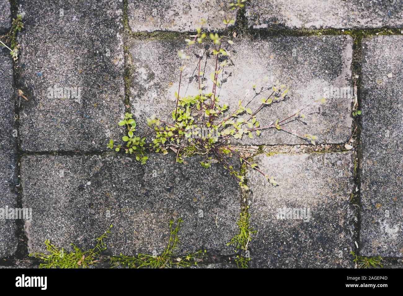 weed growing in between concrete pavers in sunny backyard shot under