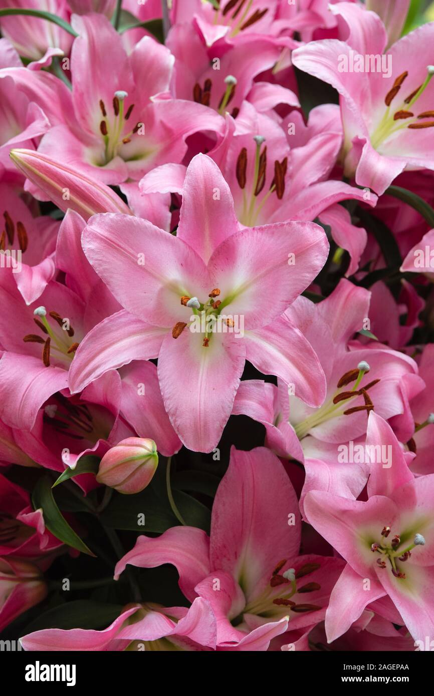 Lilium Oriental Trumpet 'Table dance’ . Oriental Trumpet Lily 'Tabledance’ on a flower show display. UK Stock Photo