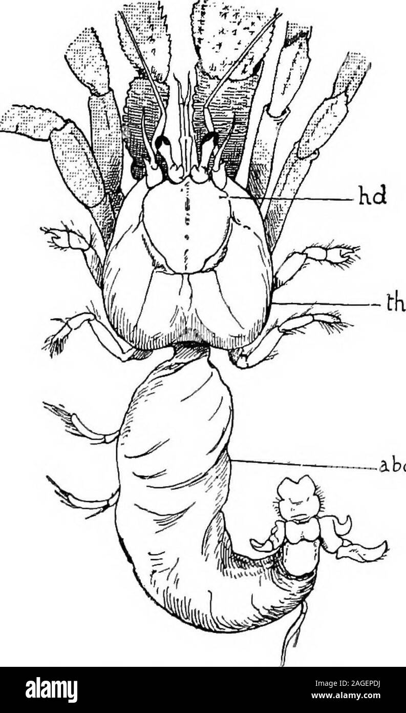 . Outlines of zoology. Fig. 162.—An Amphipod(Caprella linearis). The two anterior thoracic seg-ments are fused to the head ;the abdomen is greatly re-duced and without append-ages ; the fourth and fifth MALACOSTRACA. 309 Sub-order Macrura.—Abdomen long. Homants (lobster); Neph-rops (Norway lobster, .sea crayfish); Astacus (fresh-water crayfish);Palinurus (rock lobster), whose larva was long known as the glass-crab (Phyllosoma); Penaus, a shrimp which passes through Nauplius,Zosea, and Mysis stages ; Lucifer and Sergestes are also hatched at astage antecedent to the Zosea ; Crangon vulgaris (th Stock Photo