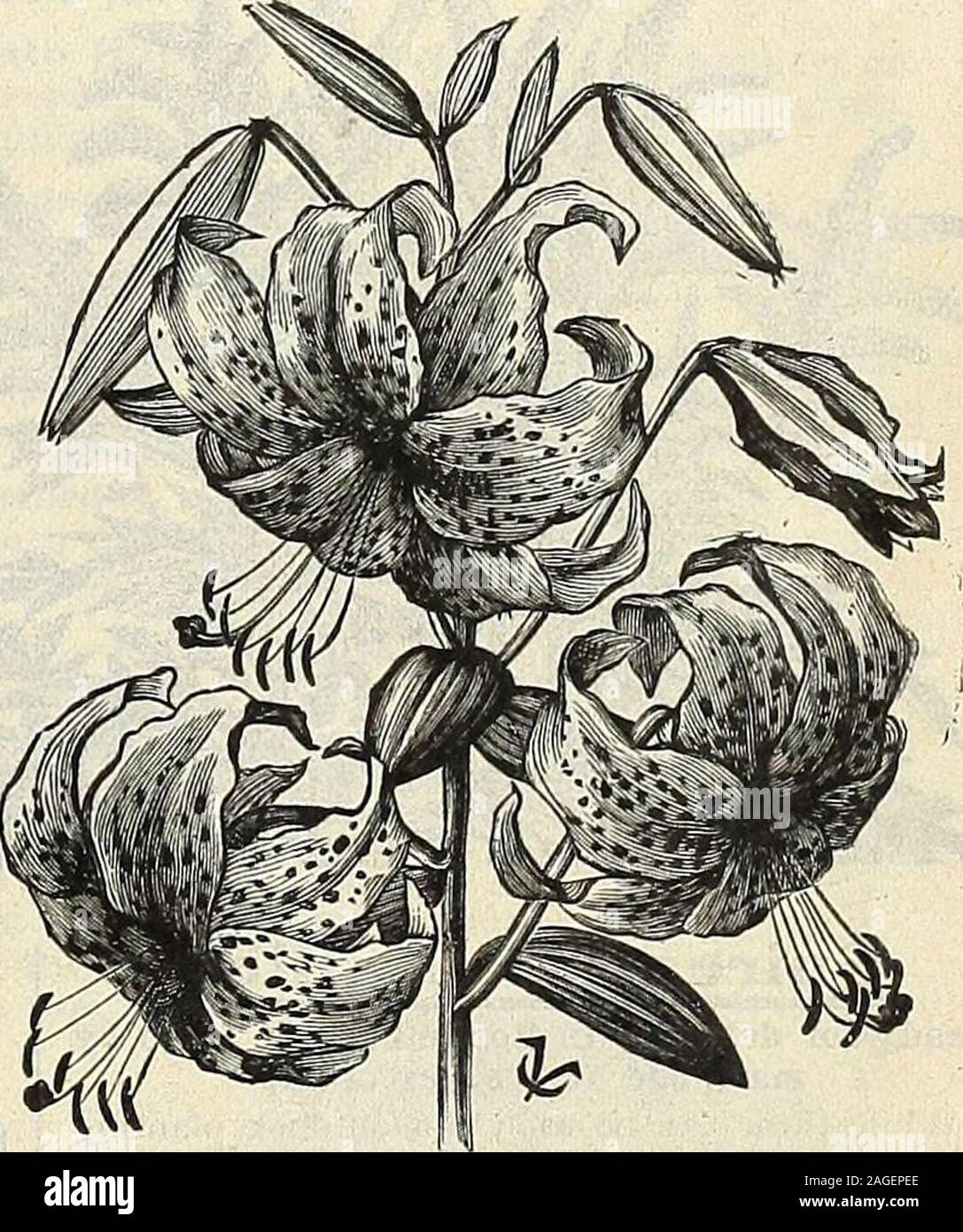 . Vaughan's seed store. Lily-of-the-Valley. expense. these special offers Lilium speciosum rubrum, SPECIOSUM SORTS As a whole, the most desirable section of allLilies for general cultivation. The varieties aredistinct, graceful, beautiful and free - blooming.They are hardy, needing little protection, and wnlgrow and flower without special treatment. ALBUM. Pure white and very fragrant. Extralarge bulbs, 20 cts. each, $2 per doz.; mammothbulbs, 30 cts. each. $3.25 per doz., postpaid. RUBRUM. White ground, with band and spotsof rose or crimson on each petal. One of the bestand handsomest Lilies. Stock Photo