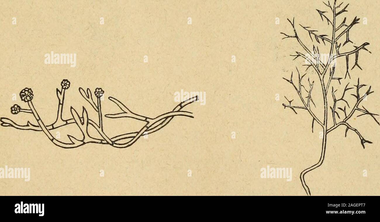 . Elementary treatise on the finishing of white, dyed, and printed cotton goods. Fig. 148. Ascotricha chartarum. Fig. 149. Polyactis fascicularis. The Rhopalomyces pallidus, fig. 150? fawncoloured. The Myxotrichum chartarum and the Myxo-trichum deflexum, fig. 151, form ashy coloured stains.. Fig. 150. Rhopalomyces pallidus. Fig. 151. Myxotrichum deflexum. The Sporocybe alternata and Ascophora mucedo,fig. 151. 28* 436 MILDEW AND MOULD FUNGI GROWTH. The three following give the fabric a pinkcolouring. The Aspergillus roseus, fig. 153, with colourlessmycelium, and red tinted heads. Stock Photo
