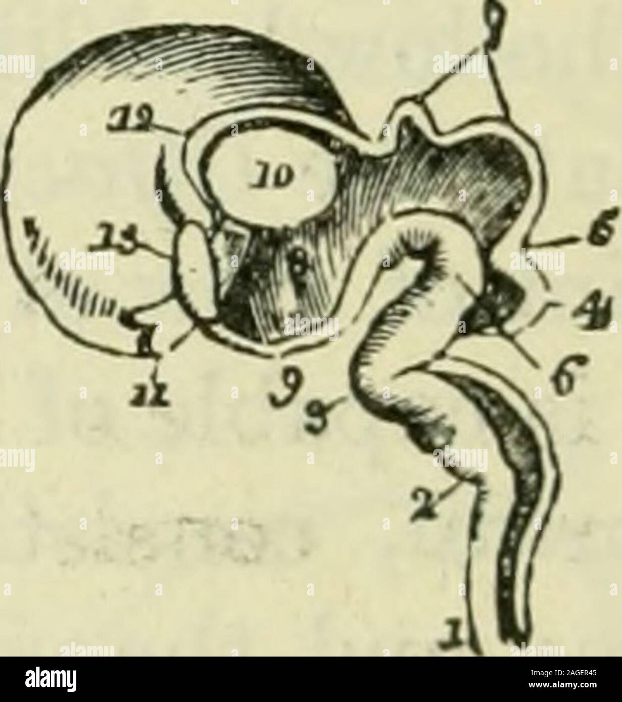 . The brain as an organ of mind. Pig. 123.—Sketches of the early form of the parts of the Cerebro-spinal Axis inthe Human Embryo. (Sharpc-y, after Tiedemann.) A, at the seventh week, hitcral view; 1, spinal cord ; 2, medulla oblongata;8, cerebellum ; 4, mesencephalon ; 5, 6, 7, cerebrum. B, at the ninth week, posterior view. 1, medulla oblongata; 2, cerebellum;8, mesciijccphalon ; 4, 5, thalami optici and cerebral hemispheres. C and U, lateral and posterior views of the brain of the human embryo as itappears at the twelfth weeki.f intra-uterine life, a, cerebrum; b, corpora qiiadri-gemina ; c, Stock Photo
